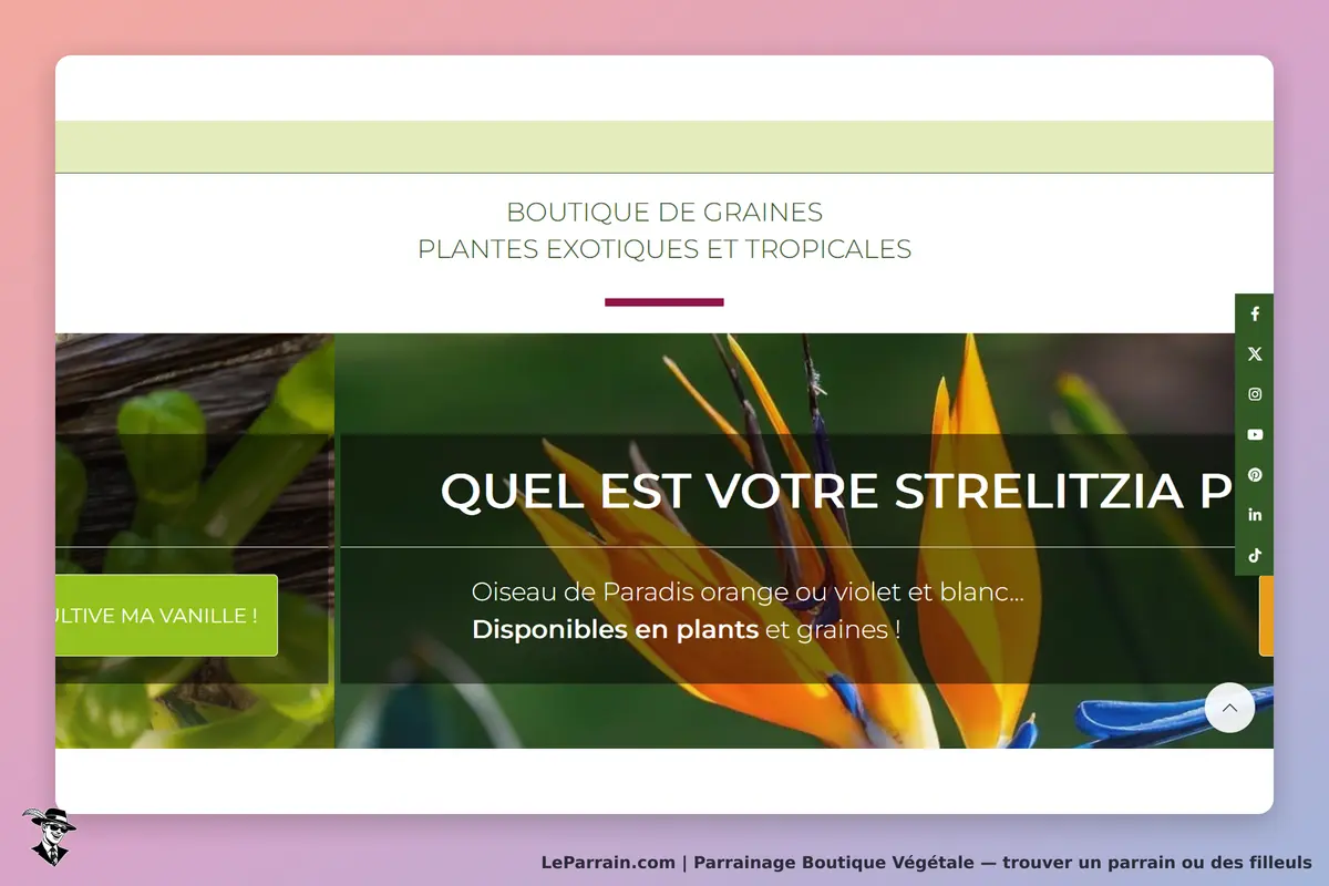 Boutique Végétale : page d'accueil avec une plante exotique et un texte sur le Strelitzia