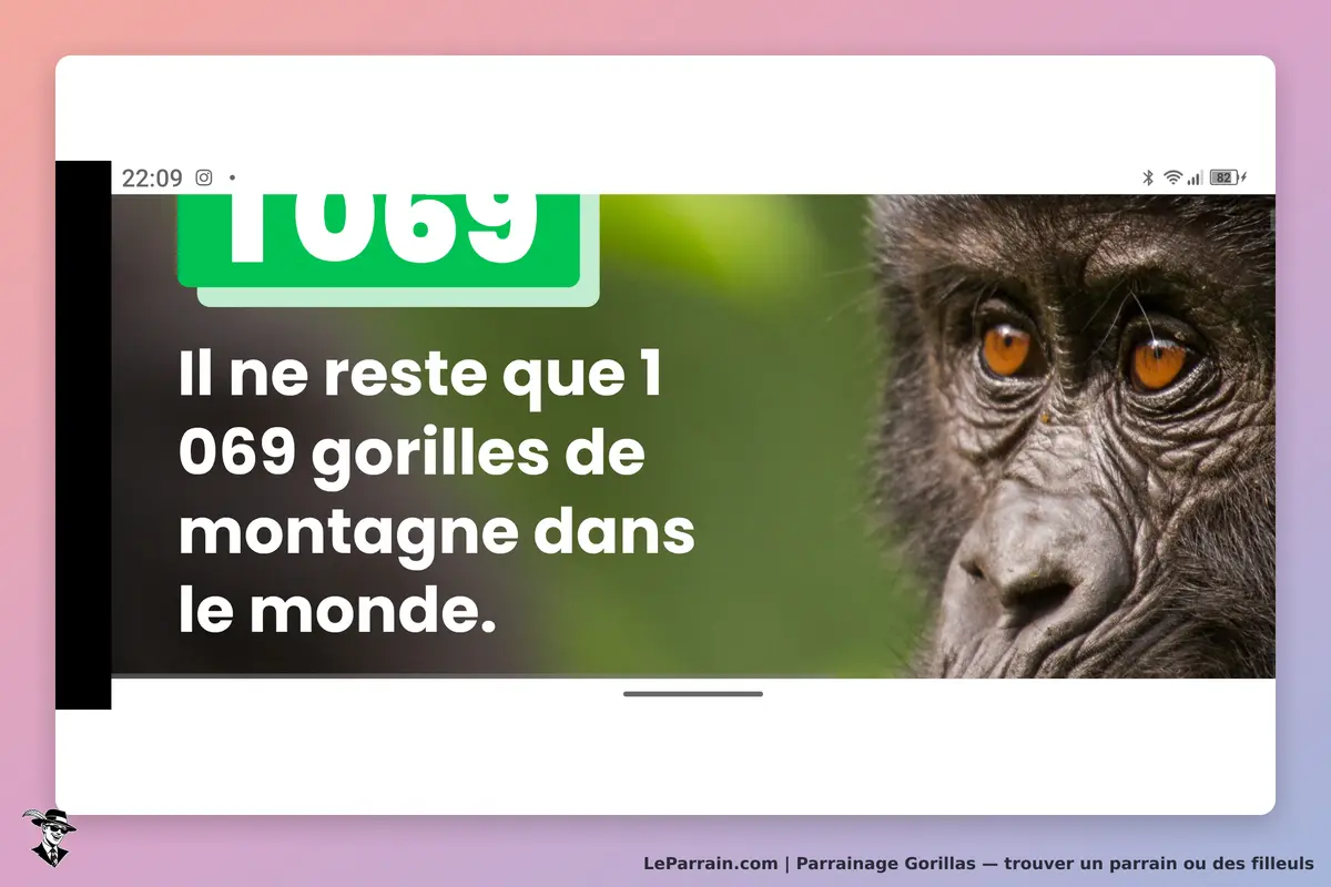 Gorillas : image d'un gorille avec un message sur le nombre restant de gorilles de montagne