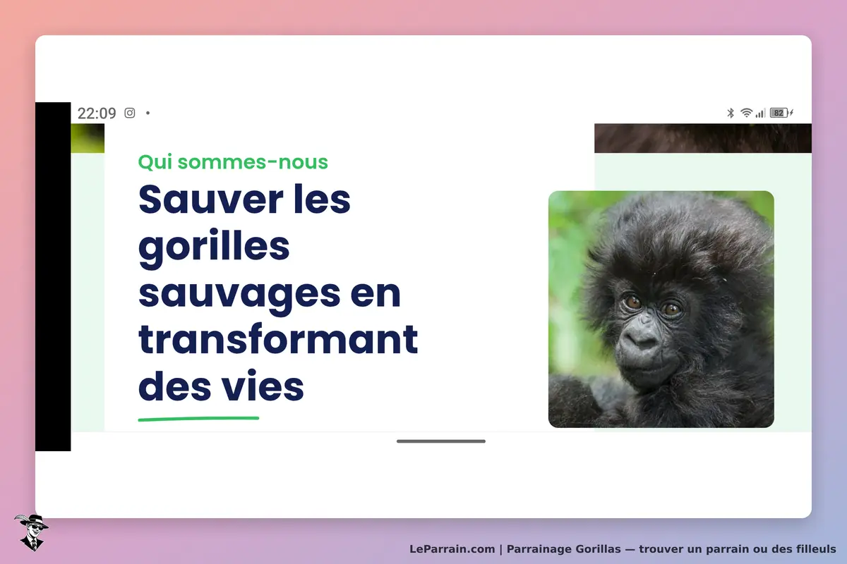 Gorillas : présentation sur la sauvegarde des gorilles avec une image d'un jeune gorille